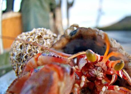 “寄居蟹被海洋塑料中的化学物质唤醒